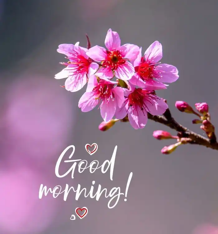 gm images